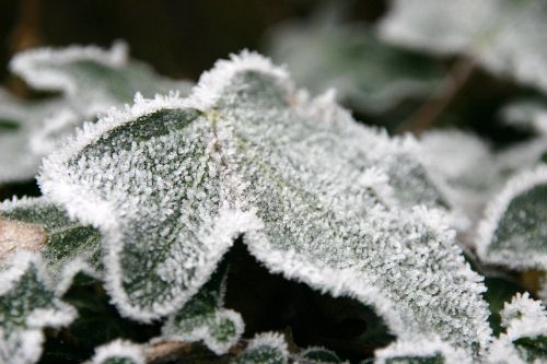frost leaf nature
