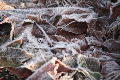 frost leaves winter