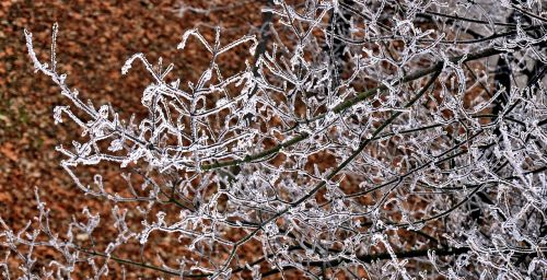 frost autumn forest