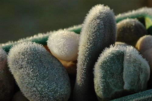 frost pebble winter