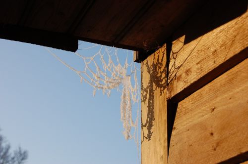 frost spider web winter