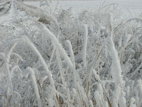 frost frozen grass winter