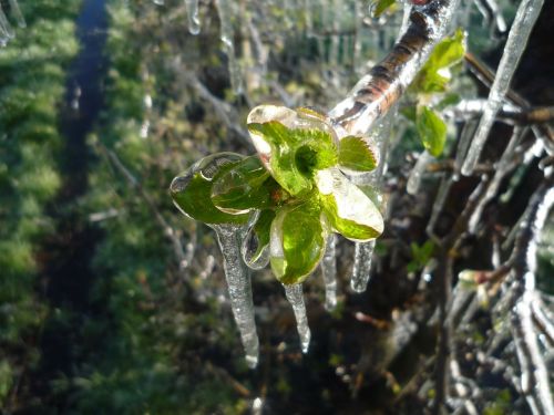 frost apple blossom ice