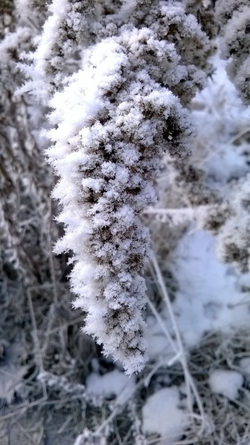 frost winter snow