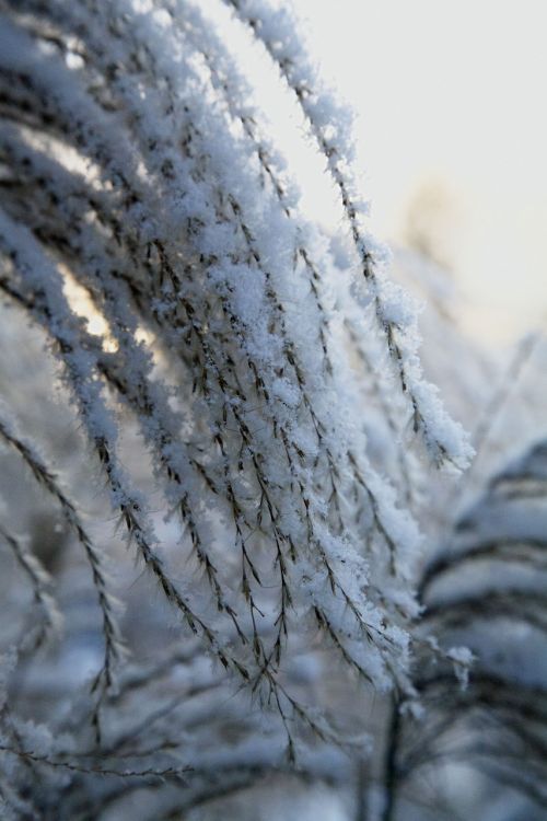 frost winter white