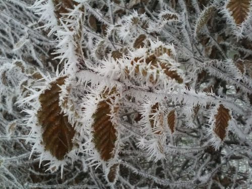 frost leaves ice