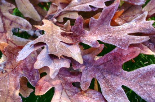 Frost Oak Leaves