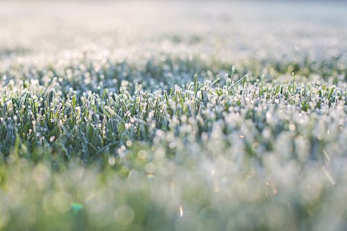 frost on grass early morning frost