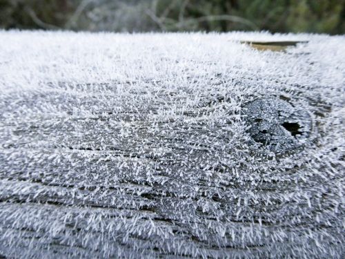 Frost On Log