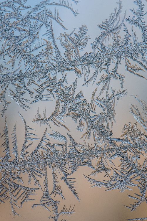 frost patterns flower ice