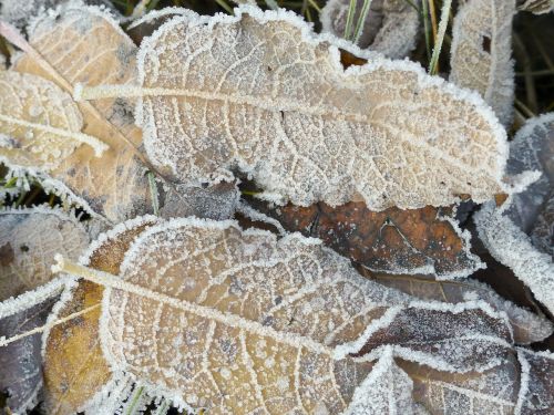 frosted frozen foliage