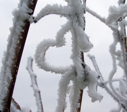 frosted heart frost rime