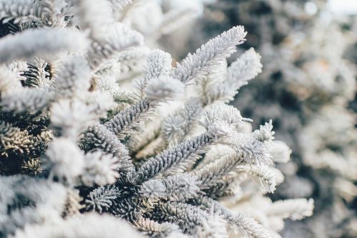 frosty pine tree snow