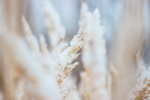frosty wheat field macro