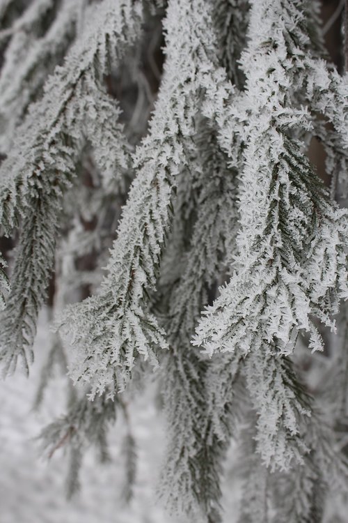 frosty  tree  winter