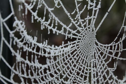 frosty spiderweb cold