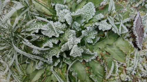 Frosty Plant