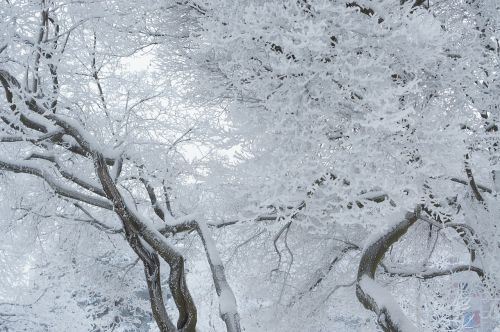 frosty tree winter tree