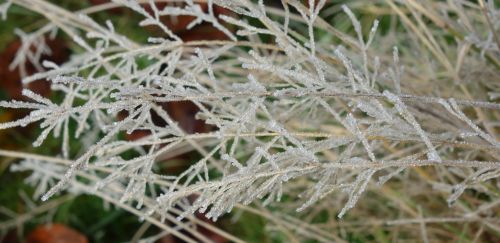 Frosty Weed