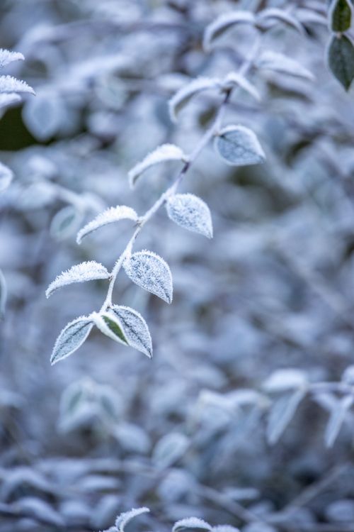 Frosty Winter Leaves