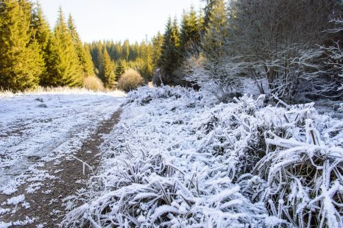 frozen snow fall