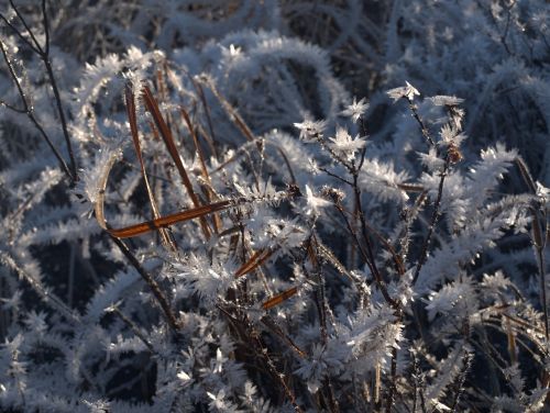 frozen reeds winter