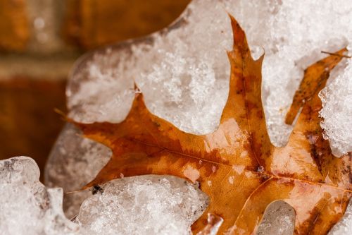 frozen leaf snow