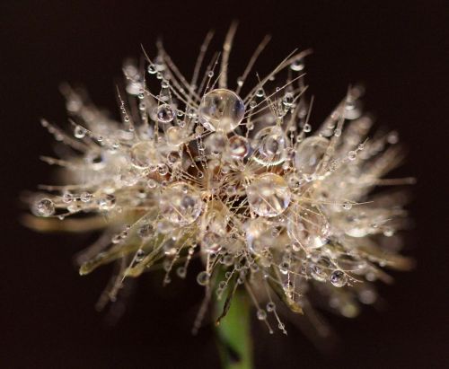 frozen dewdrops morning