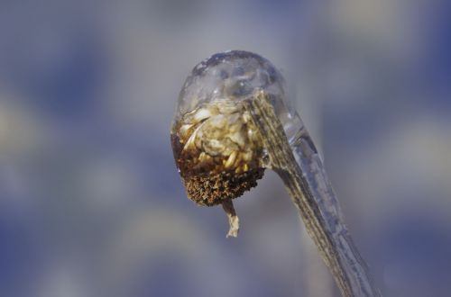 frozen flower bud winter