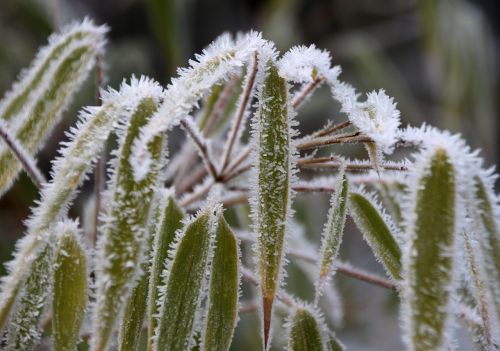 frozen frost iced