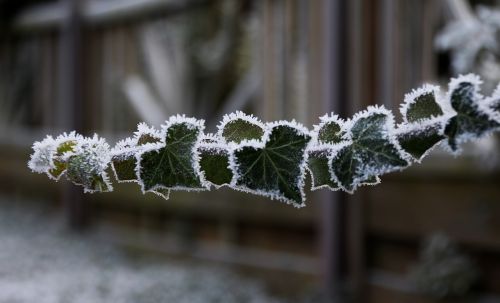frozen frost iced