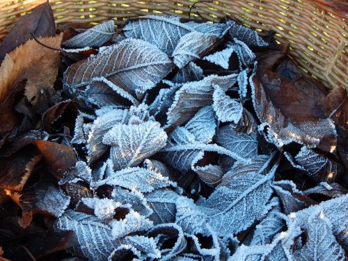 frozen winter leaves