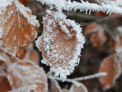 frozen ice winter