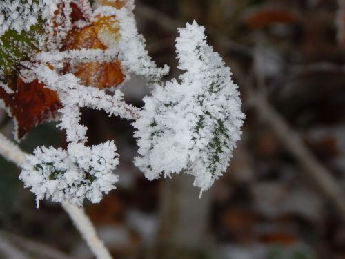 frozen ice winter