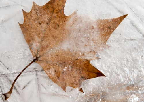 frozen maple leaf