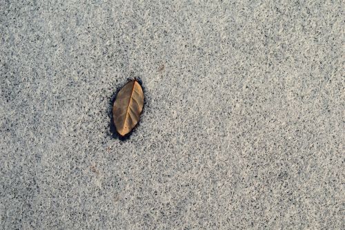 frozen leaf snow