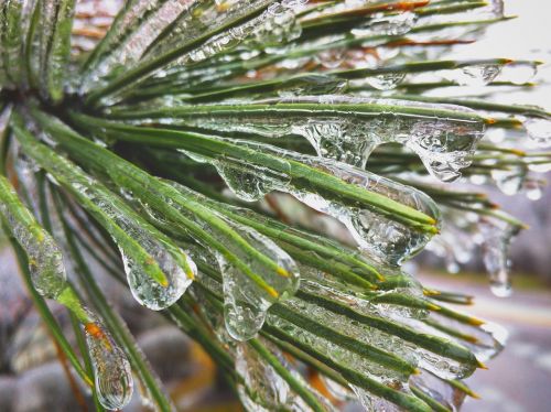 frozen alpine tree