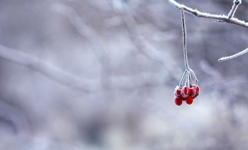 frozen berries red