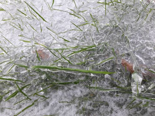 frozen grass winter