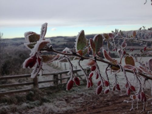 frozen fence field