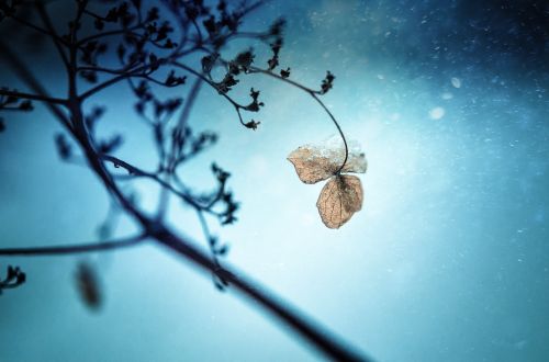 frozen plant winter