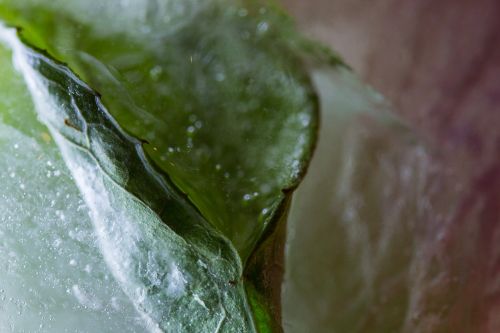 frozen ice leaf