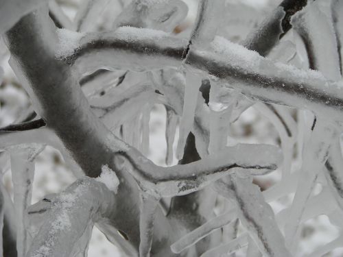 frozen ice storm branches