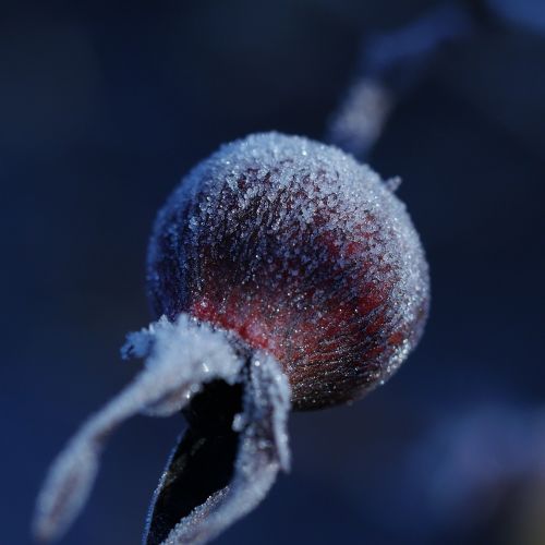 frozen winter rose