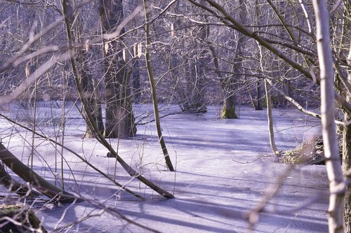frozen  winter forest  cold germany