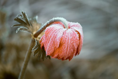 frozen  blossom  bloom
