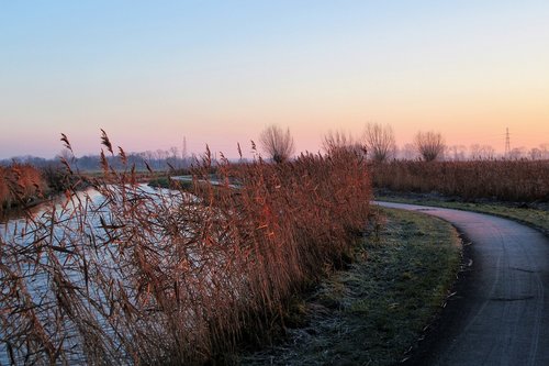 frozen  sunrise  reed