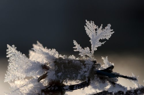 frozen  flower  snow