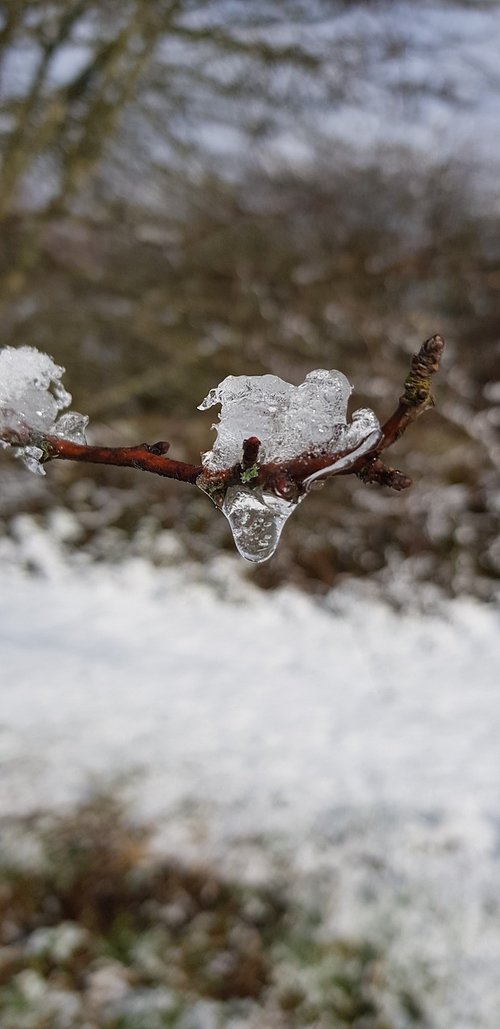 frozen  rain  ice