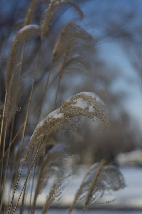 frozen  grass  nature